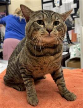 SPARKLE -  Domestic Short Hair Cat for Adoption in Aliquippa, Pennsylvania - SPARKLE | PetCurious