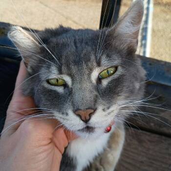 Fort -  Domestic Medium Hair Cat for Adoption in Redwood Valley, California - Fort | PetCurious