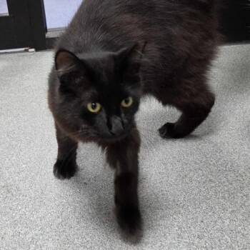 Fluffy -  Domestic Medium Hair Cat for Adoption in Gainesville, Florida - Fluffy | PetCurious