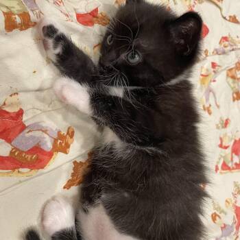 Lowell -  Domestic Short Hair and Tuxedo Cat for Adoption in Mastic, New York - Lowell | PetCurious