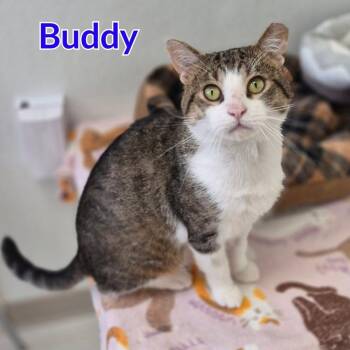 Buddy -  Domestic Short Hair Cat for Adoption in North Saint Paul, Minnesota - Buddy | PetCurious