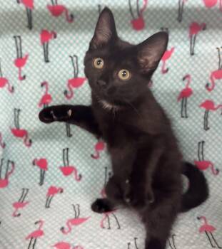 Rescue Domestic Short Hair Cats for Adoption in Tillsonburg, Ontario - NORTH STAR | PetCurious