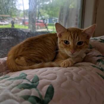 Domestic Short Hair Cats Available for Adoption in Gun Barrel City, Texas - Brody | PetCurious