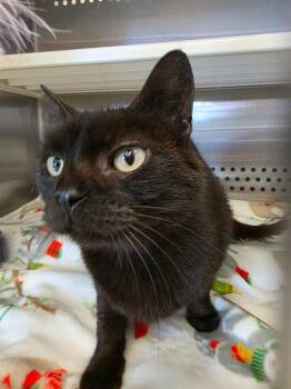 Domestic Short Hair Cats Available for Adoption in Columbia, Tennessee - Jackie | PetCurious