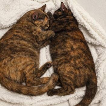 Domestic Short Hair Cats Available for Adoption in Charleston, South Carolina - Te | PetCurious