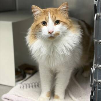 Domestic Long Hair Cats Available for Adoption - Bon Jovi | PetCurious