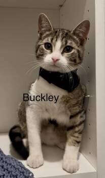 Tabby Cats Available for Adoption - Buckley | PetCurious