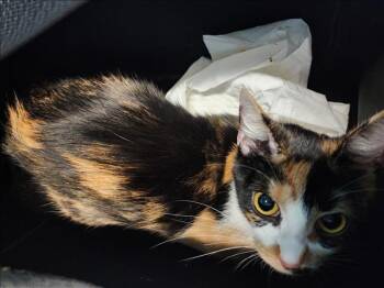 Rescue Domestic Medium Hair Cats for Adoption in Houston, Texas - MILA | PetCurious