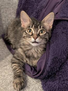 Domestic Short Hair Cats Available for Adoption - Chris | PetCurious