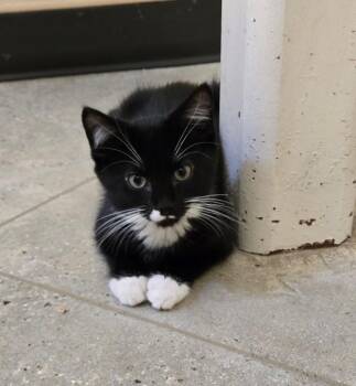 Tuxedo Cats Available for Adoption in New Rochelle, New York - Ronald | PetCurious