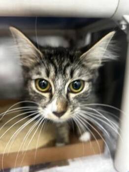 Chopiras -  Domestic Short Hair Cat for Adoption in Morristown, New Jersey - Chopiras | PetCurious