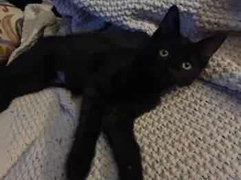 Rescue Domestic Short Hair Cats for Adoption in Kenosha, Wisconsin - Meadow | PetCurious