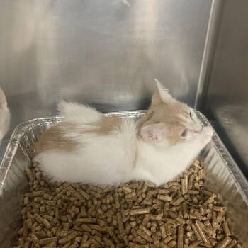 Treehopper -  Domestic Short Hair Cat for Adoption in West Palm Beach, Florida - Treehopper | PetCurious