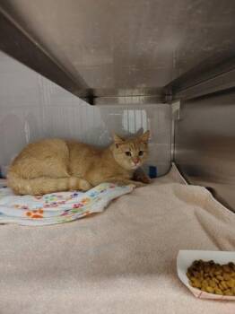 Domestic Short Hair Cats Available for Adoption in Gastonia, North Carolina - Judge | PetCurious