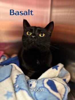 Domestic Short Hair Cats Available for Adoption in Oak Ridge, Tennessee - Basalt | PetCurious