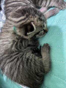 Ziti -  Domestic Short Hair Cat for Adoption in Alafaya, Florida - Ziti | PetCurious