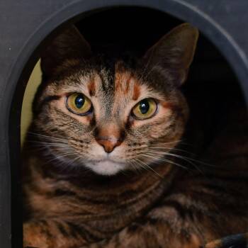 Domestic Short Hair Cats Available for Adoption in Ottawa, Kansas - Sissy | PetCurious