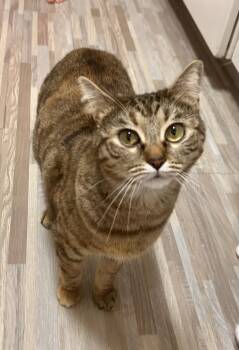 Saki -  Tabby Cat for Adoption in Denver, Colorado - Saki | PetCurious
