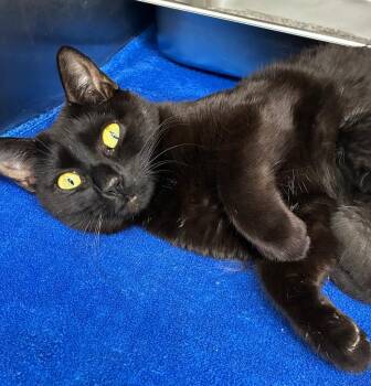 Tupperware -  Domestic Short Hair Cat for Adoption in Hartsville, South Carolina - Tupperware | PetCurious