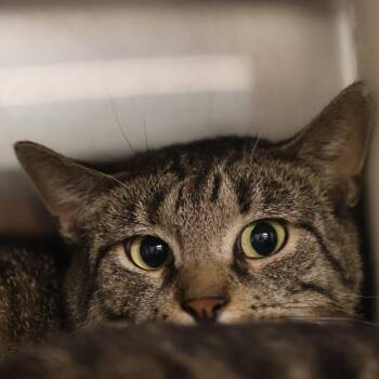Domestic Short Hair Cats Available for Adoption in Briarcliff Manor, New York - Pico *bonded To Guaco* | PetCurious