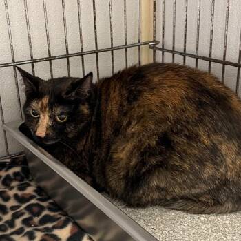 Lola was Shadoz -  Domestic Short Hair Cat for Adoption in Blairsville, Georgia - Lola Was Shadoz | PetCurious