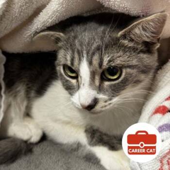 Chill Guy -  Domestic Short Hair Cat for Adoption in Roseville, California - Chill Guy | PetCurious