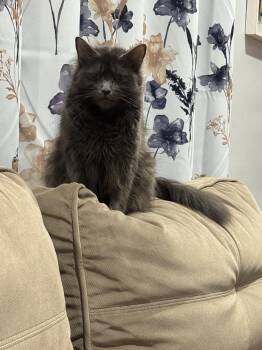 Nebelung and Domestic Long Hair Cats Available for Adoption - Akanea | PetCurious