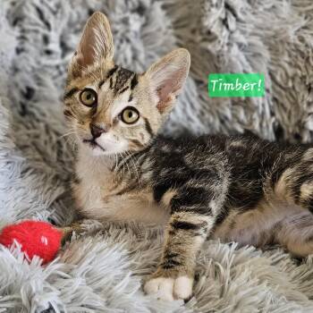 Timber -  Domestic Short Hair and Tabby Cat for Adoption in Yorba Linda, California - Timber | PetCurious