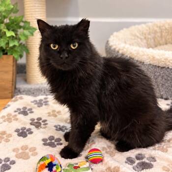 Omellette -  Domestic Long Hair Cat for Adoption in Mantua Township, New Jersey - Omellette | PetCurious