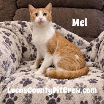 Mel -  Domestic Short Hair Cat for Adoption in Toledo, Ohio - Mel | PetCurious