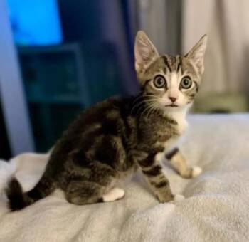 Tini -  Domestic Short Hair Cat for Adoption in Honolulu, Hawaii - Tini | PetCurious