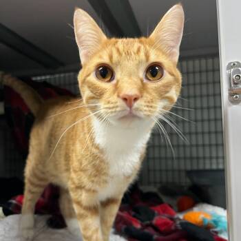 Toe Bean -  Domestic Short Hair Cat for Adoption in Waynesville, North Carolina - Toe Bean | PetCurious