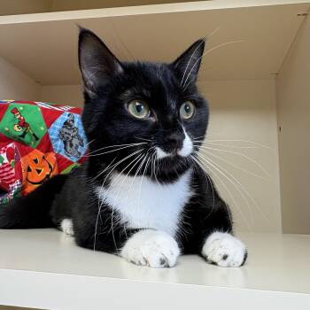 Domestic Short Hair Cats Available for Adoption in Hays, Kansas - Juniper | PetCurious