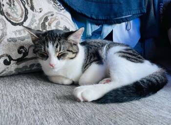 Tabby and Tuxedo Cats Available for Adoption in Lucas, Texas - Bob | PetCurious