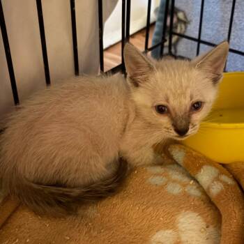 Benny -  Siamese and Domestic Short Hair Cat for Adoption in Calimesa, California - Benny | PetCurious