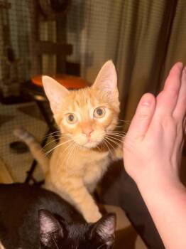 Louie -  Domestic Short Hair Cat for Adoption in Saint Charles, Missouri - Louie | PetCurious