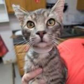 Zido fka Vidia -  Domestic Short Hair and Mixed Breed Cat for Adoption in Leander, Texas - Zido Fka Vidia | PetCurious