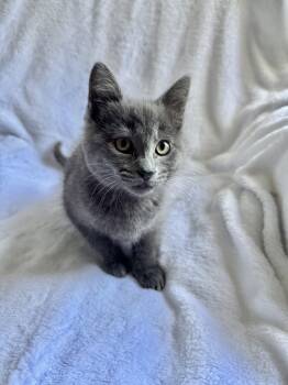 Rodney -  Domestic Short Hair and Tabby Cat for Adoption in Greensboro, North Carolina - Rodney | PetCurious