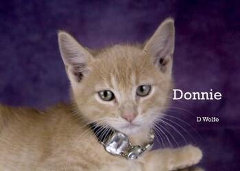 Donny -  Domestic Short Hair Cat for Adoption in York, Nebraska - Donny | PetCurious