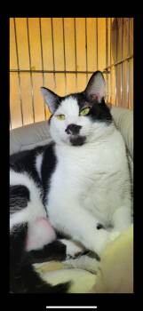 Tomahawk -  Domestic Short Hair Cat for Adoption in Manchester, New Hampshire - Tomahawk | PetCurious