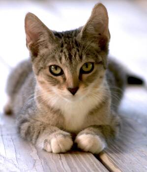 Rescue Domestic Short Hair Cats for Adoption in North Fort Myers, Florida - Larry | PetCurious