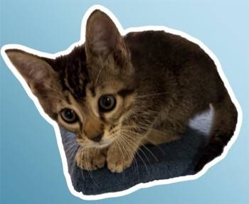 Domestic Short Hair Cats Available for Adoption in Sarasota, Florida - TYLER | PetCurious