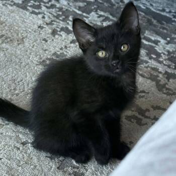Thursday - Full of Personality -  Domestic Short Hair Cat for Adoption in Hamilton, Ontario - Thursday - Full Of Personality | PetCurious