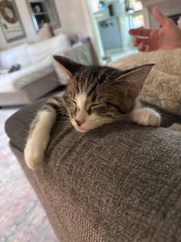Tuna -  Tabby and Domestic Short Hair Cat for Adoption in Richardson, Texas - Tuna | PetCurious
