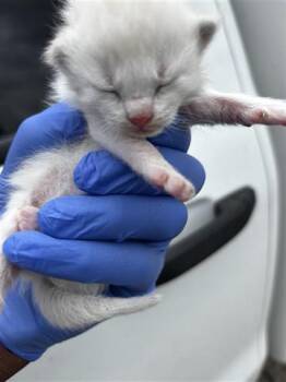 Domestic Short Hair Cats Available for Adoption in Houston, Texas - A653631 | PetCurious