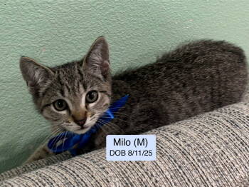 Rescue Domestic Short Hair and Tabby Cats for Adoption in Vacaville, California - Milo | PetCurious