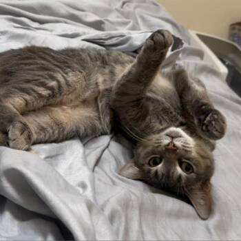 Rescue Domestic Short Hair Cats for Adoption in Clavet, Saskatchewan - Sushi | PetCurious