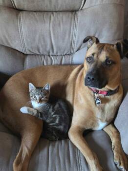 Rescue Domestic Short Hair Cats for Adoption in Prairie Du Chien, Wisconsin - Spicy | PetCurious