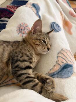 Trout -  Domestic Short Hair Cat for Adoption in The Woodlands, Texas - Trout | PetCurious