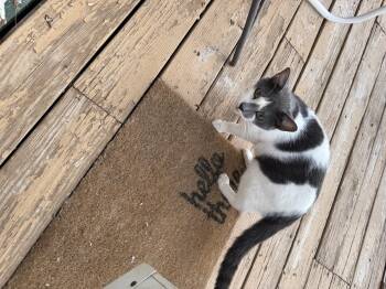 Rescue Domestic Short Hair Cats for Adoption in Snyder, Texas - Pretty Boy | PetCurious